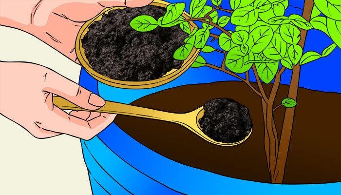 Le marc de café est un engrais pour les plantes