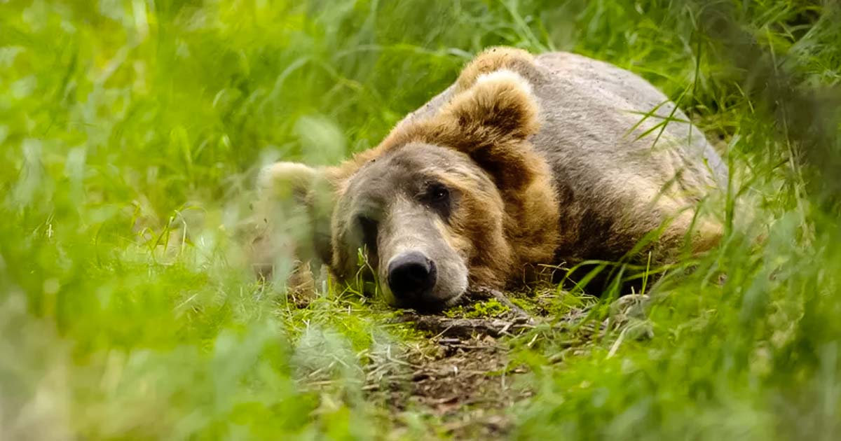 Un enfant de 12 ans abat un ours qui attaquait son père