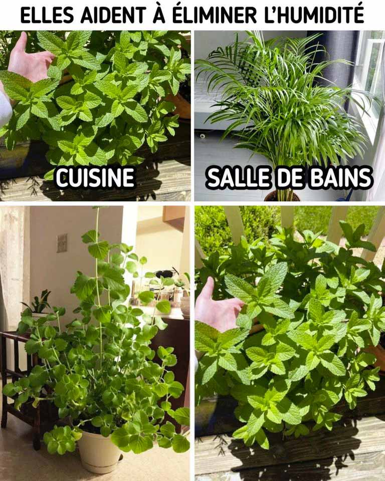 Plantes qui absorbent l’humidité