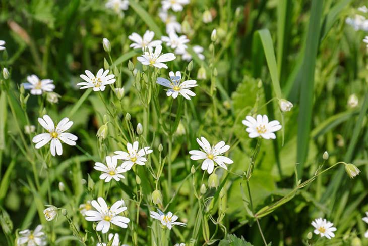 Stellaria