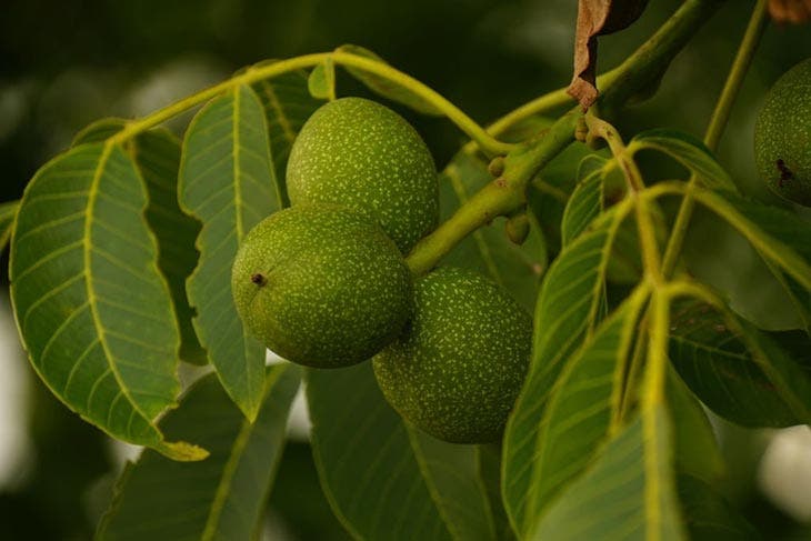 Juglans