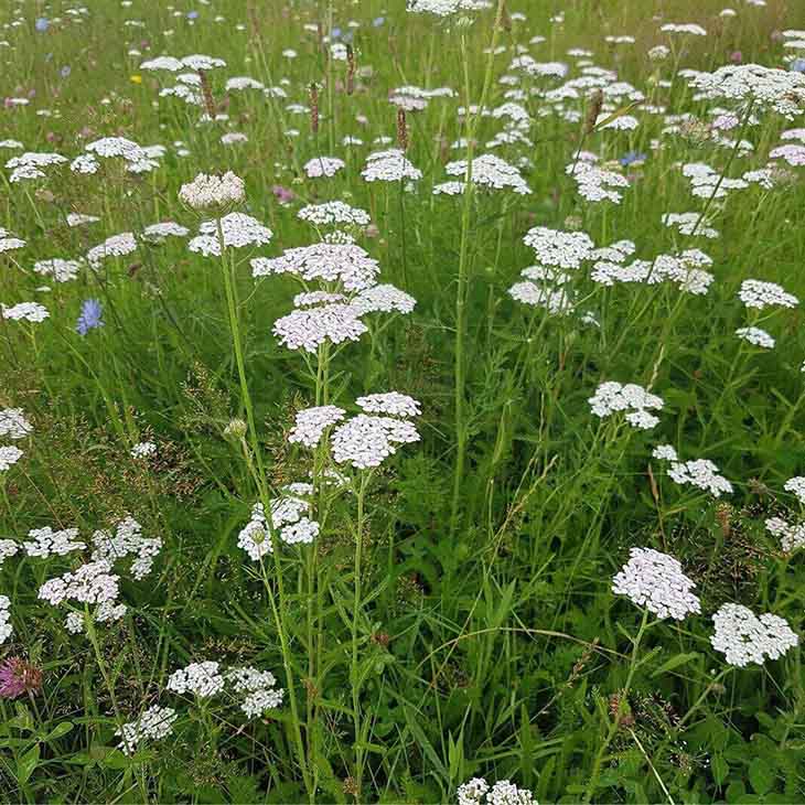 Achillée millefeuille aux fleurs blanches - source : spm