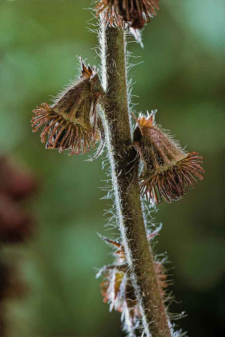 Agrimonia eupatoria