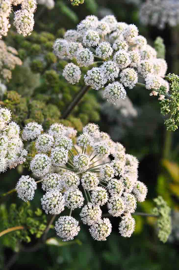 Angelica sinensis