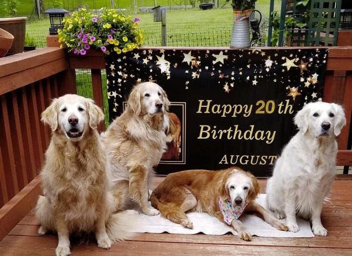 Anniversaire de Golden Retriever2