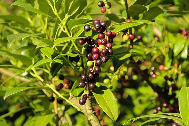 Arbuste de laurier de cerise