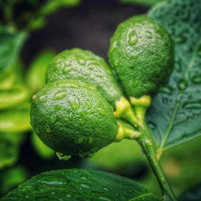 Arrêtez de gaspiller de l’argent en achetant des citrons