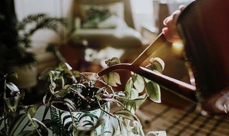 Arroser les plantes d’intérieur 