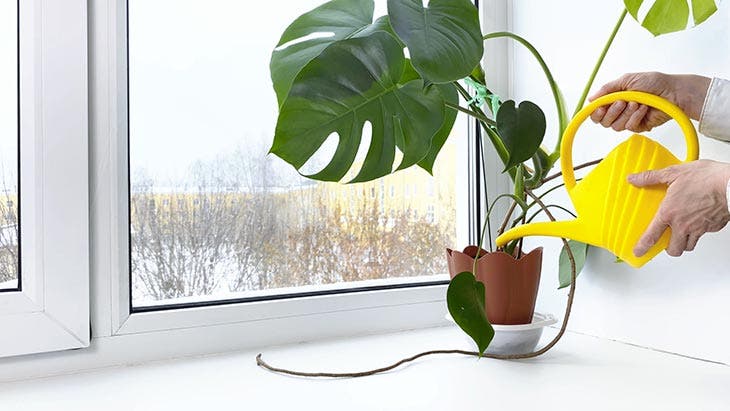 Arroser une plante d’intérieur 