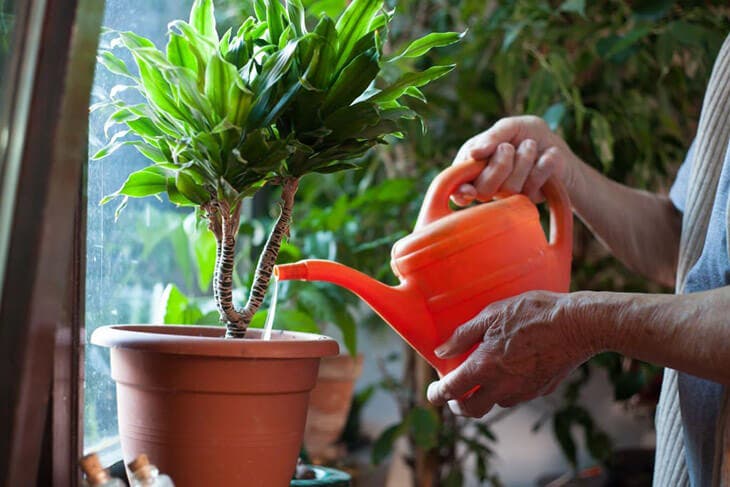 Arroser une plante d’intérieur 