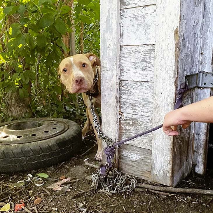 Beaker, le chien sauvé par Rebek Dogs Detroit