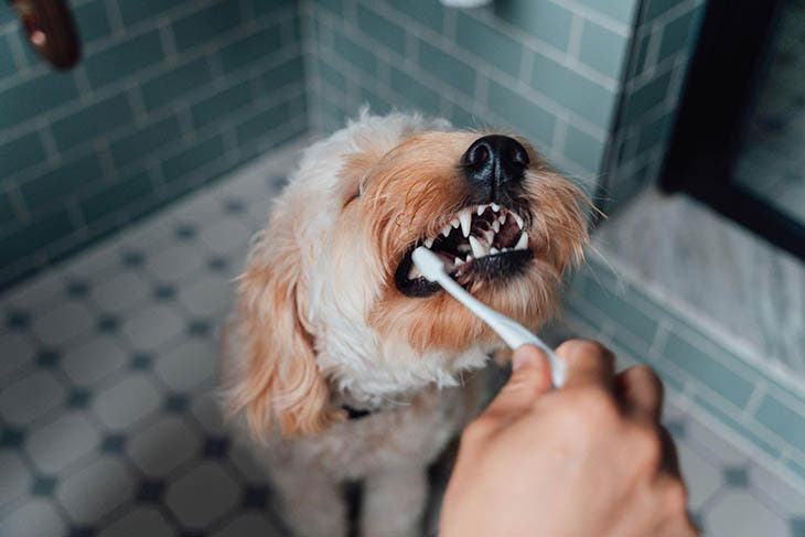 Brosser les dents de son chien