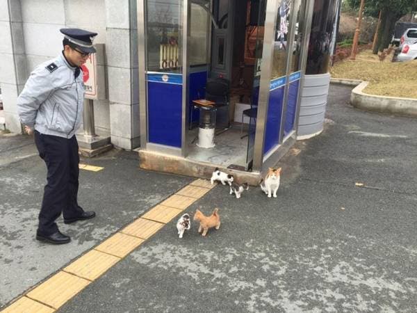 Ce chat débarque dans un commissariat