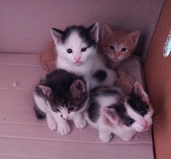 Ce chat débarque dans un commissariat