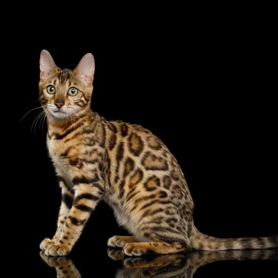 Chat Bengal