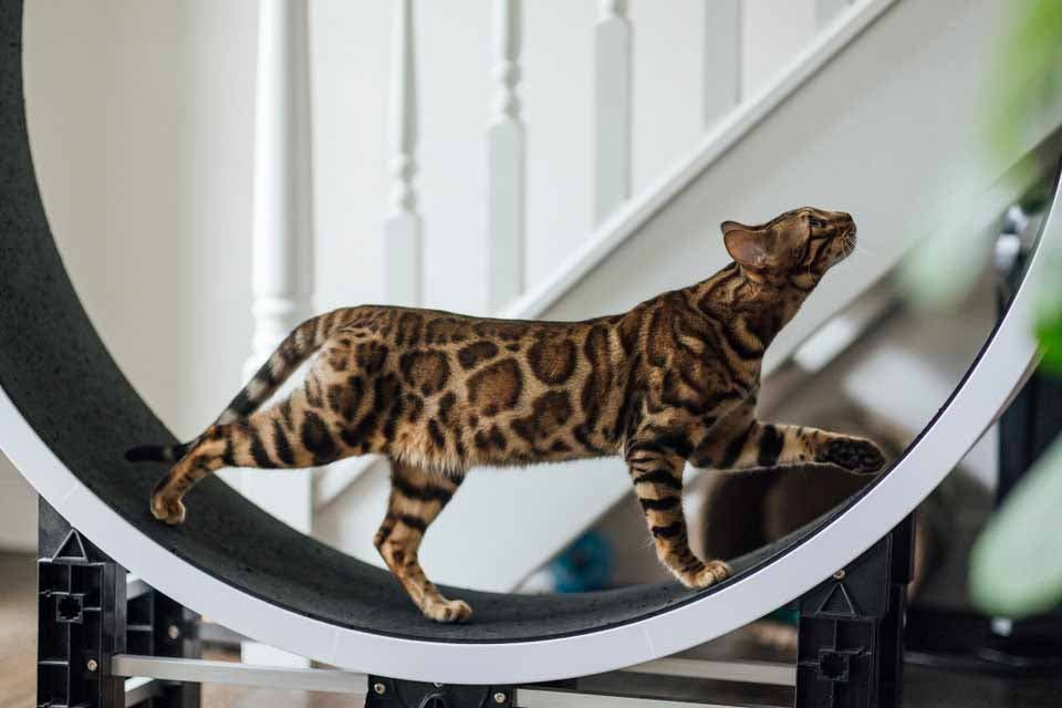 Chat Bengal sur une roue d'exercice