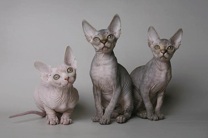 Chat sphynx. source : spm