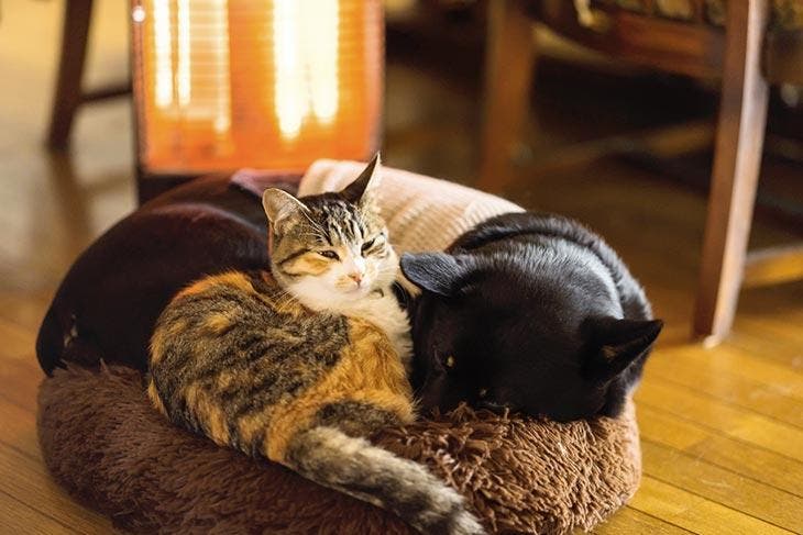 Chat et chien à côté du radiateur