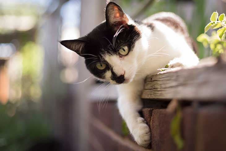 Chat joue dans le jardin