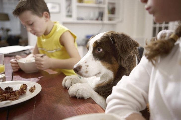 Chien à table