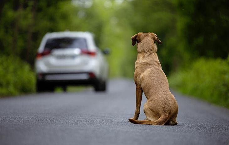 Chien abandonné sur la route