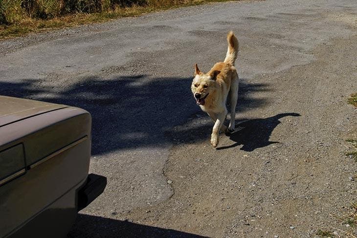 Chien poursuivant une voiture – source : spm