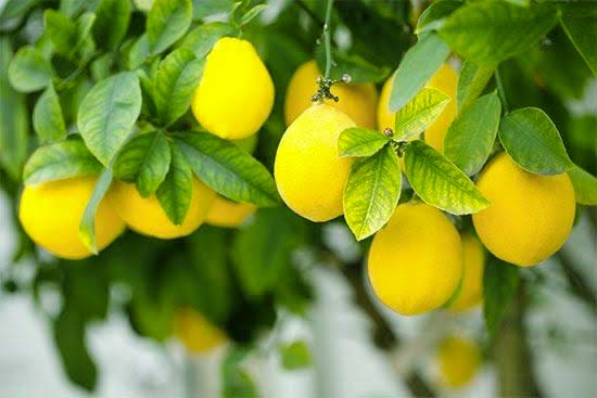 Comment préparer et utiliser un citron salé