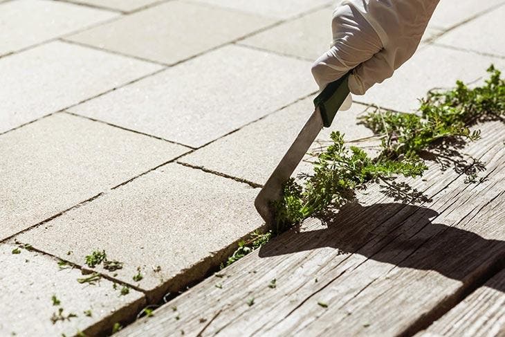 Couteau grattoir pour enlever les mauvaises herbes