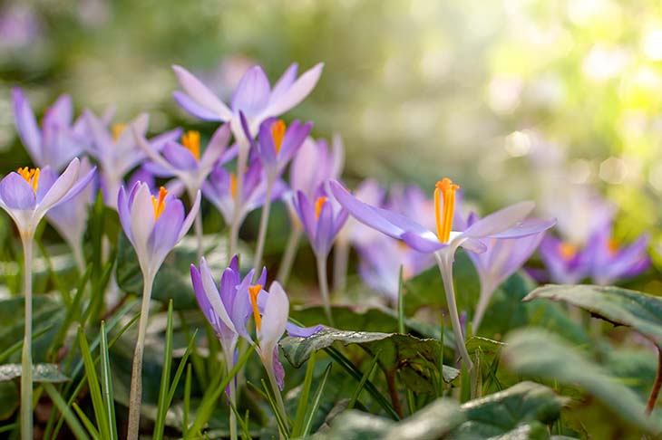 Crocus