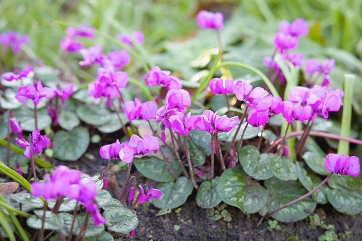 Cyclamen coum. source : spm