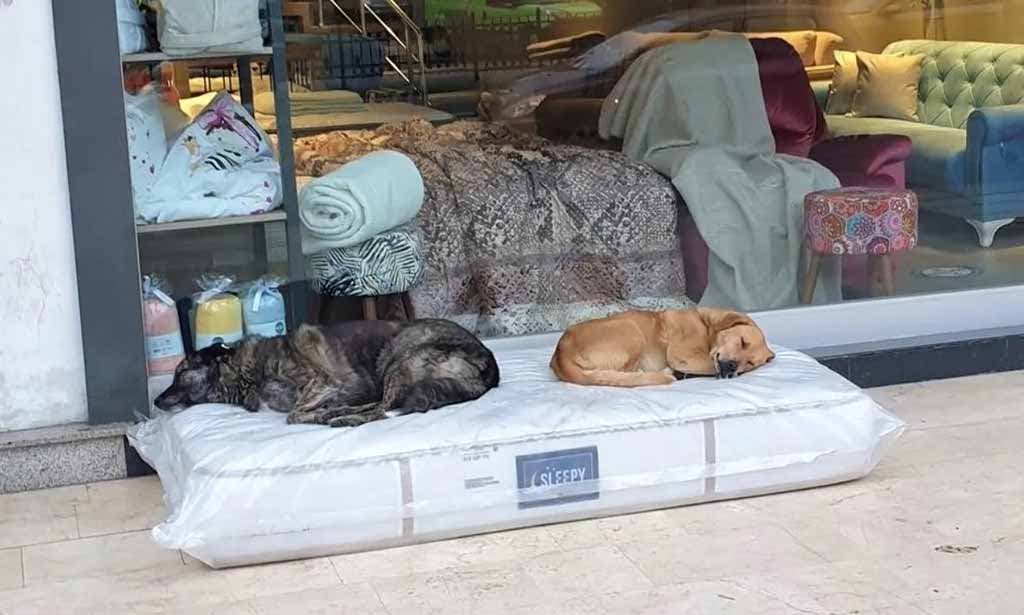 Des chiens errants dorment sur un matelas1