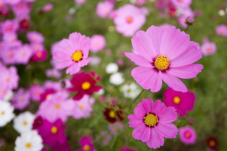 Des cosmos dans un jardin 