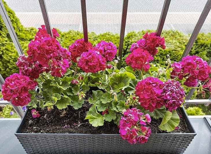 Des géraniums dans le balcon 