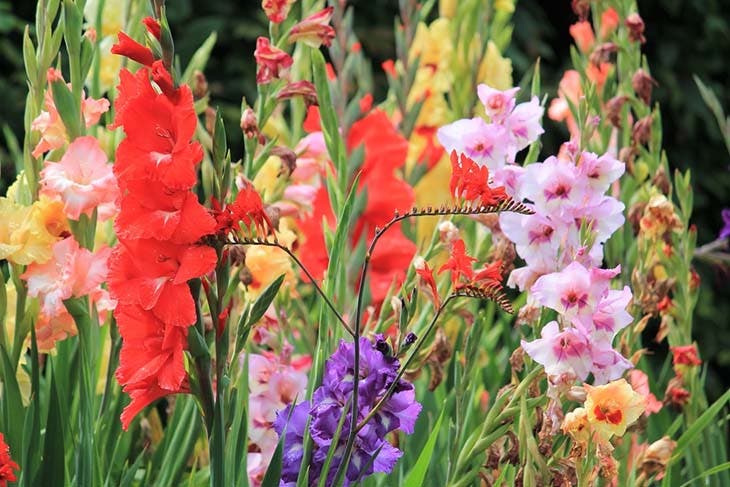 Des glaïeuls dans le jardin