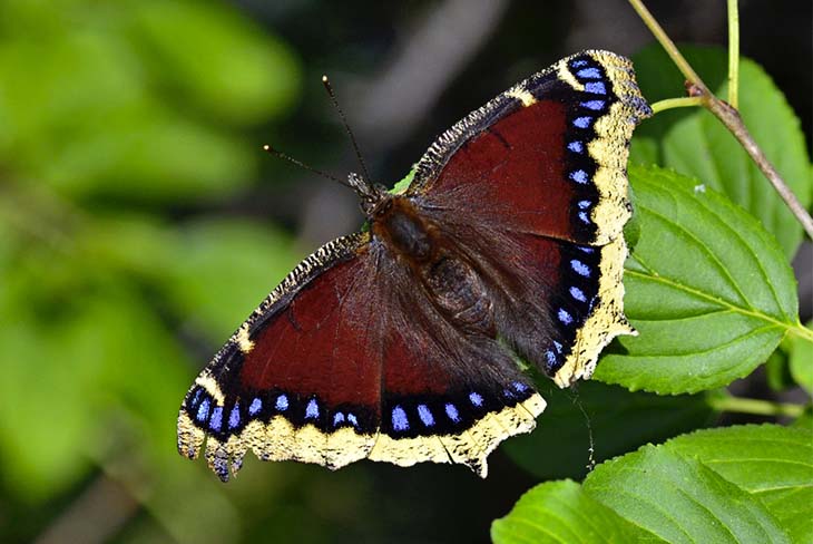 Des œufs aux chenilles épineuses