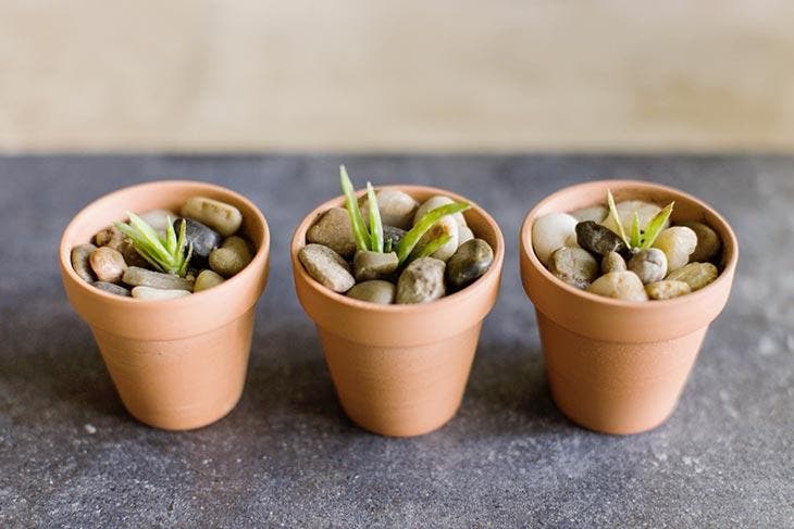 Des pierres dans les pots de plantes