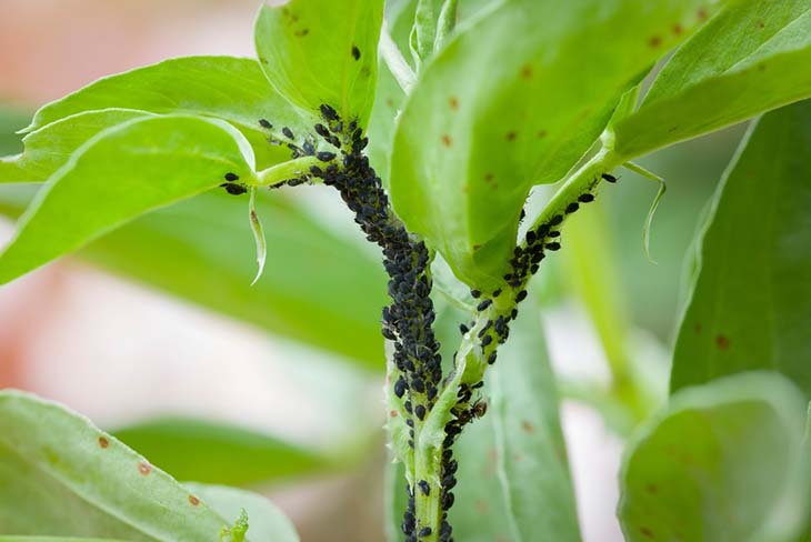 Des pucerons sur les plantes – source : spm