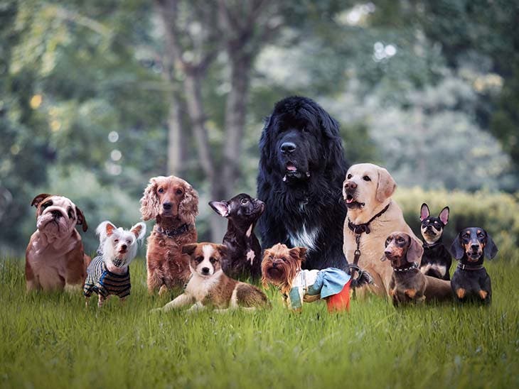 Différentes races de chiens - source : spm