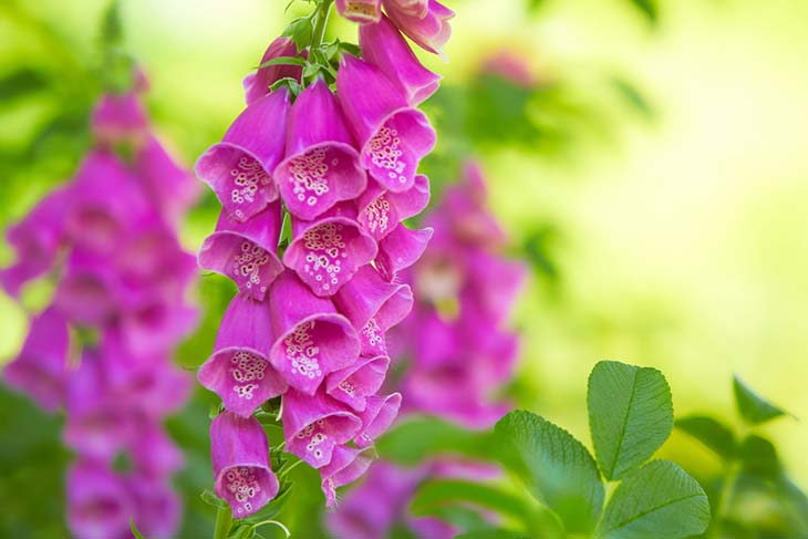 Digitalis purpurea