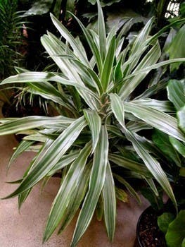 Dracaena