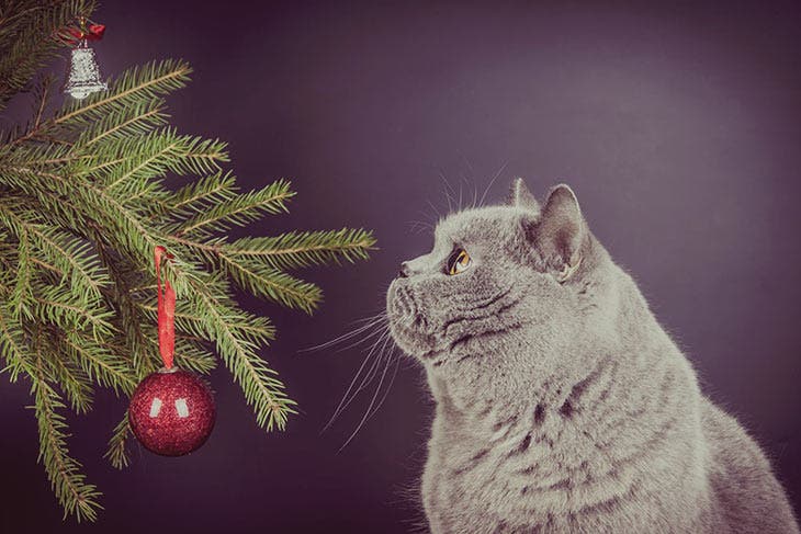 Eloigner le chat du sapin de noël. source : spm