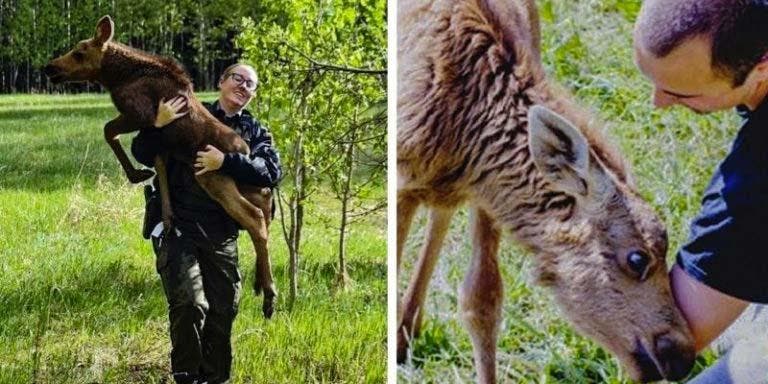 Erikas Plukas avec le bébé élan