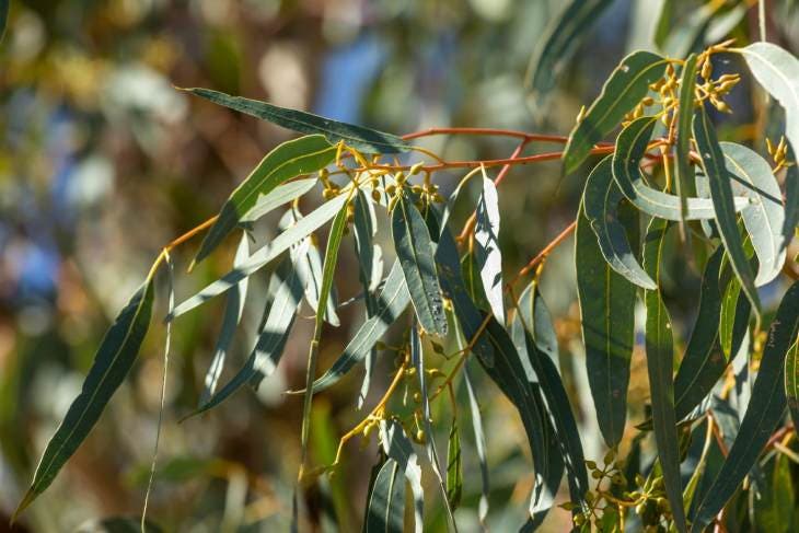 Eucalyptus