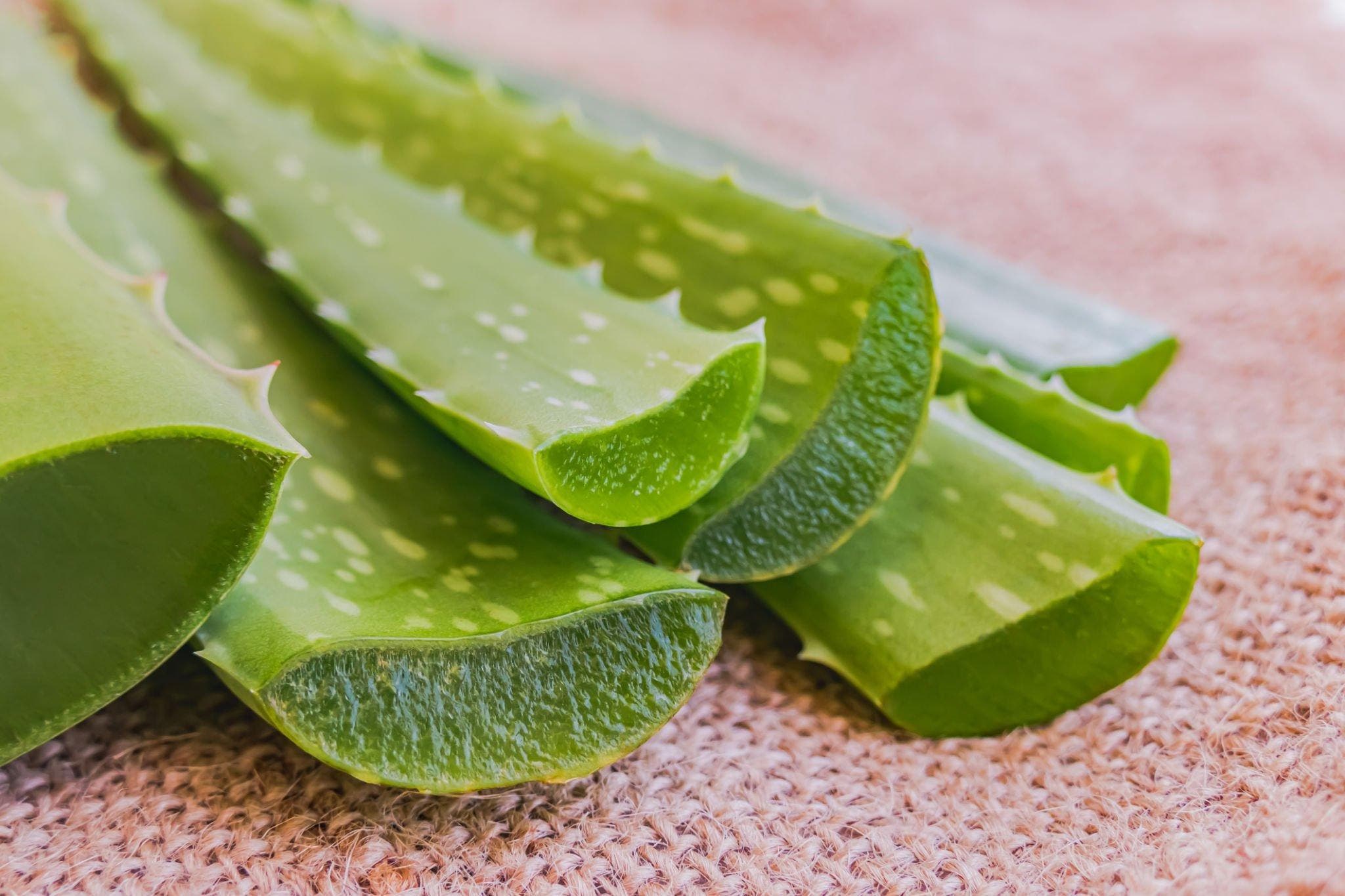 Feuilles d’aloe vera