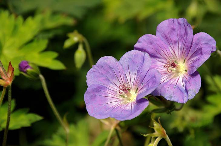 Géranium robert