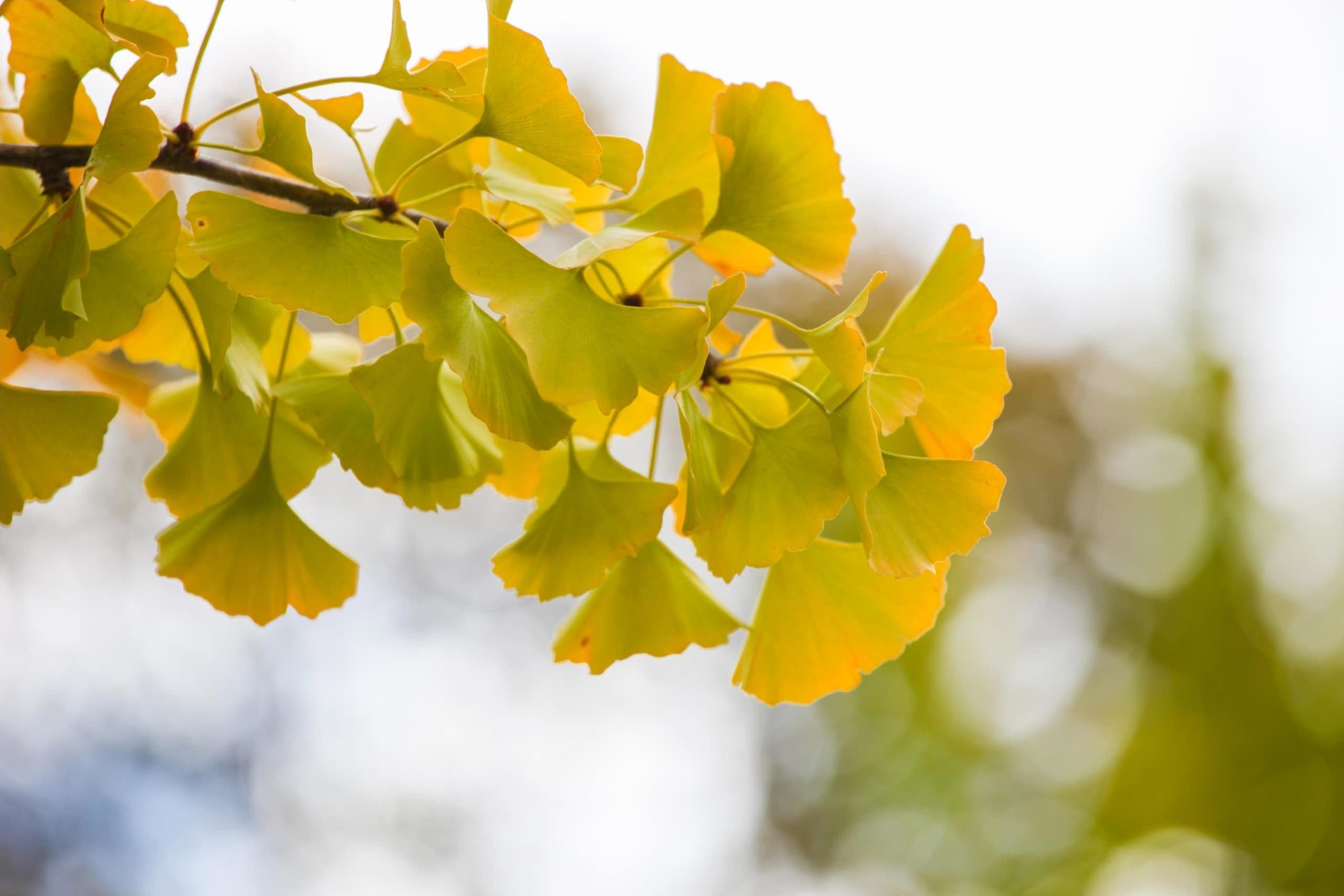 Ginkgo