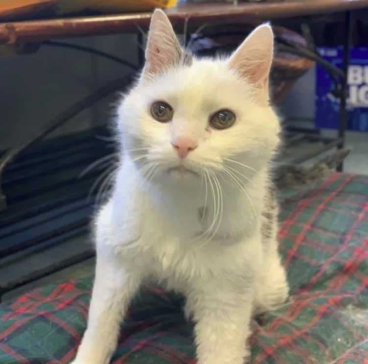 Gus, le chat sénior