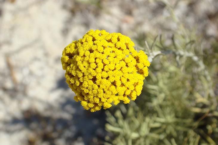 Helichrysum italicum