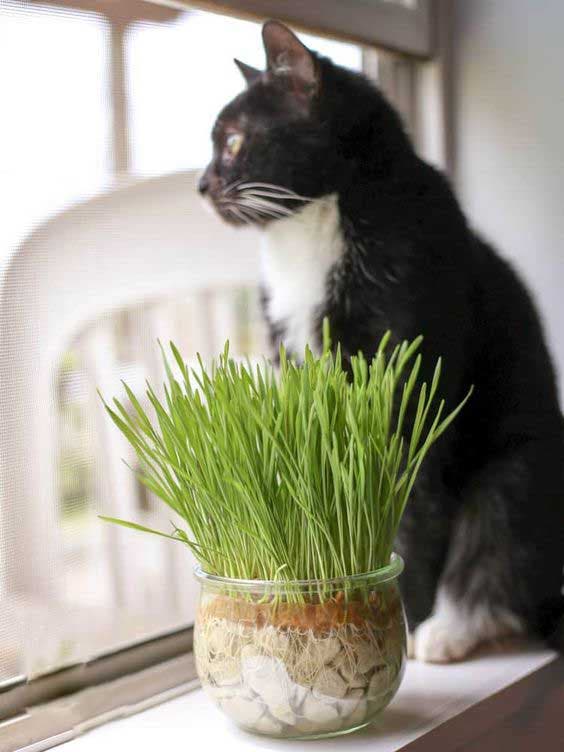 Herbe à chats