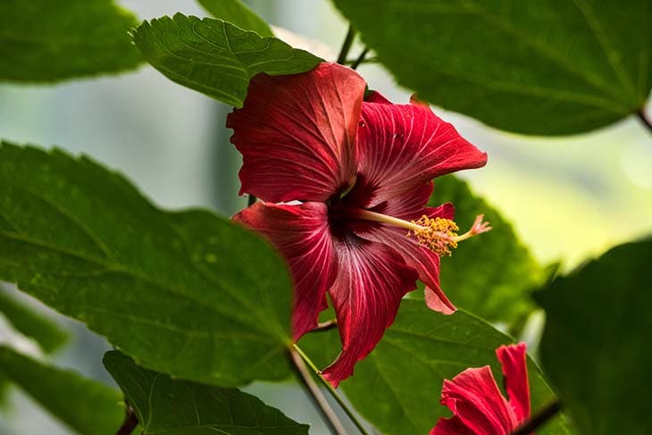 Hibiscus